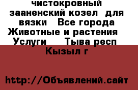 чистокровный зааненский козел  для вязки - Все города Животные и растения » Услуги   . Тыва респ.,Кызыл г.